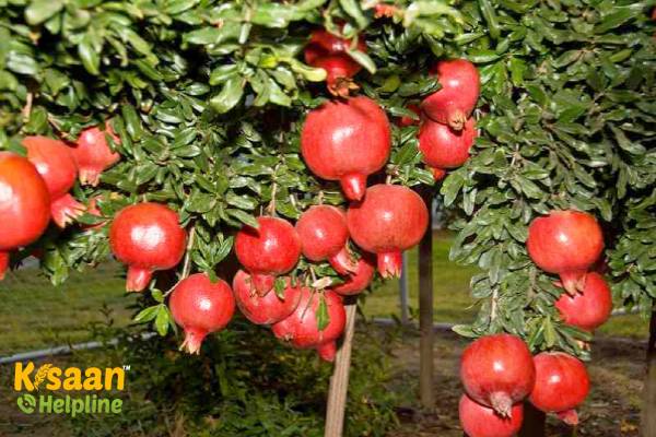 Pomegranate (अनार) 